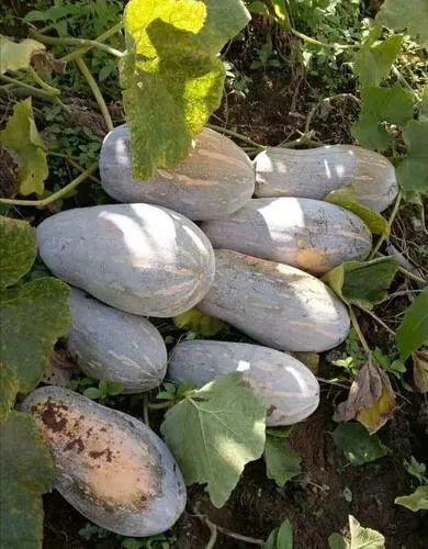 清江县吃瓜,瓜果飘香，品味夏日清凉