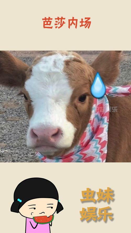 抖音吃瓜兔兔,揭秘网络热点背后的故事