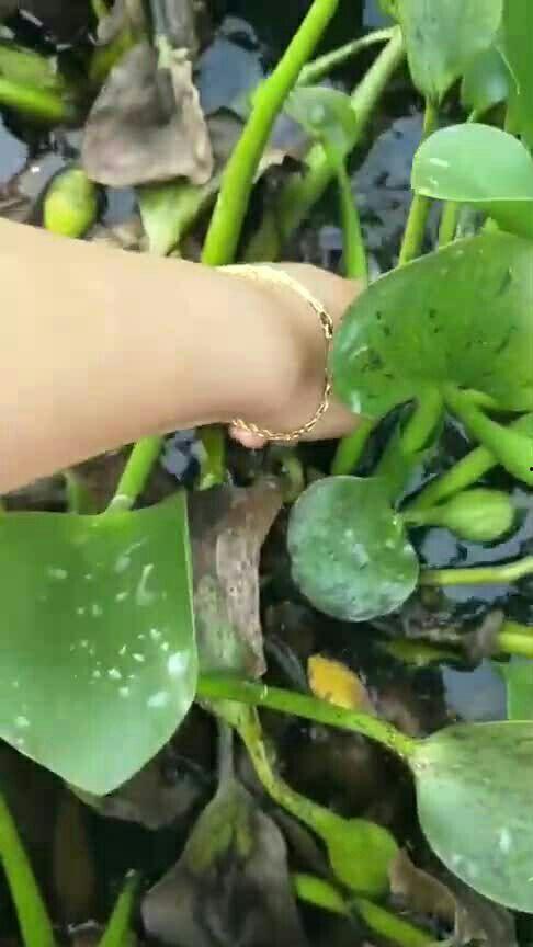 池塘里吃瓜,探寻自然生态中的和谐共生