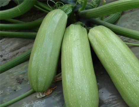 籽瓜吃西瓜瓤吗,探究瓜类间的奇妙关系