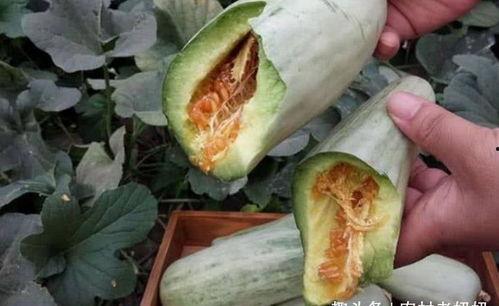 吃瓜治疗失眠吗怎么吃,揭秘如何科学吃瓜改善睡眠质量