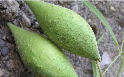 吃瓜米多瓜品种有哪些呢,多瓜品种大盘点