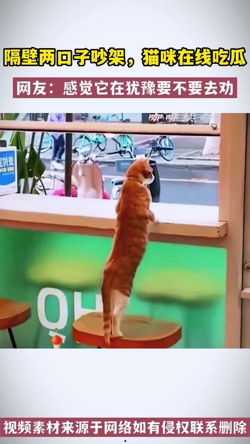 吵架猫猫吃瓜视频,吵架猫猫的吃瓜奇遇记
