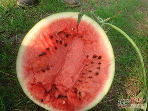 大山上吃瓜,探寻大山里的夏日美味