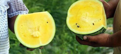 吃瓜的甜柚,品味生活百态