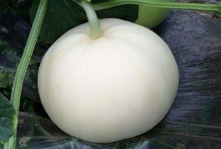 可以吃梨瓜吗,美味可口的健康佳品，你敢尝试吗？