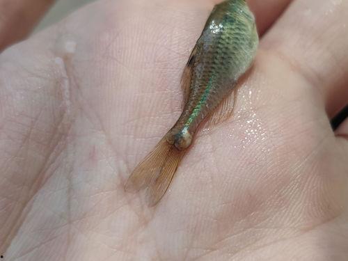 孑孓吃小瓜虫么,共生共荣的生态关系揭秘