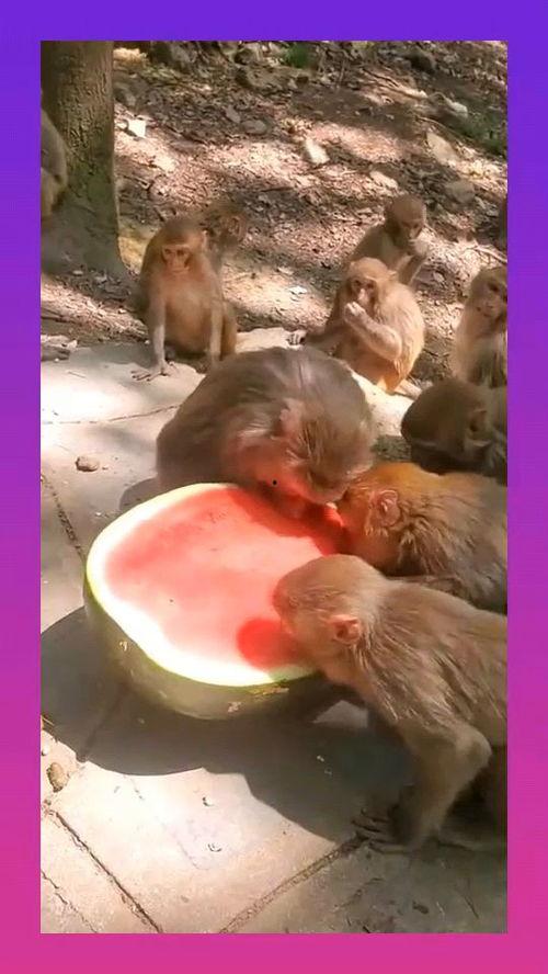 带货吃瓜猴子,揭秘网红带货背后的秘密