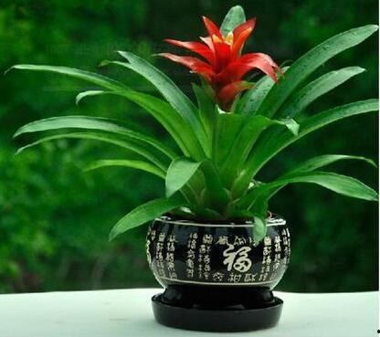 鸿运当头吃瓜,一场别开生面的吃瓜盛宴