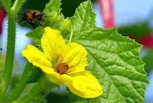 甘肃吃冰糖蜜瓜,探寻冰糖蜜瓜的独特魅力