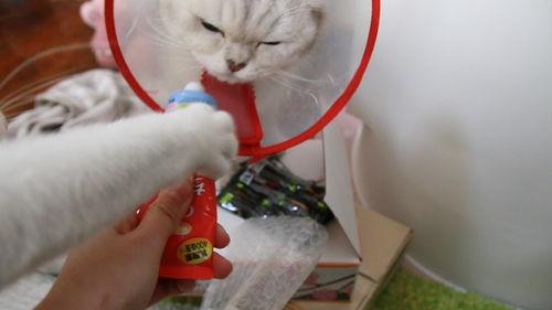 猫抢主人的瓜吃,上演萌宠版“抢镜大战”