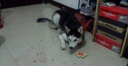 哈士奇去田地吃瓜,意外成为“吃瓜群众”