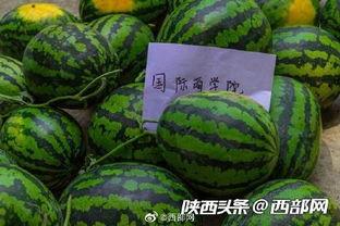 自由吃瓜地,揭秘娱乐圈幕后真相