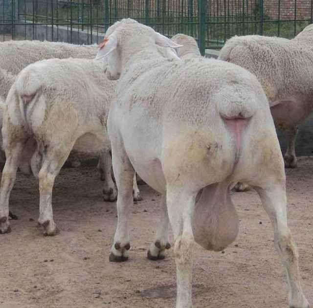 母羊吃瓜视频大全,趣味视频大盘点