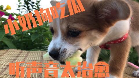 狗狗和人吃瓜,跨界友谊的温馨瞬间