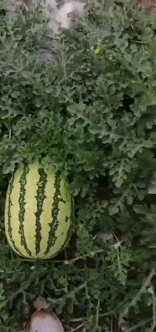 吃瓜怎么晒,轻松晒出美味与时尚