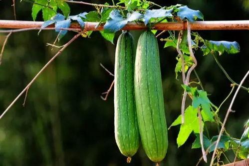 三眼龙吃瓜,一场吃瓜引发的奇幻冒险