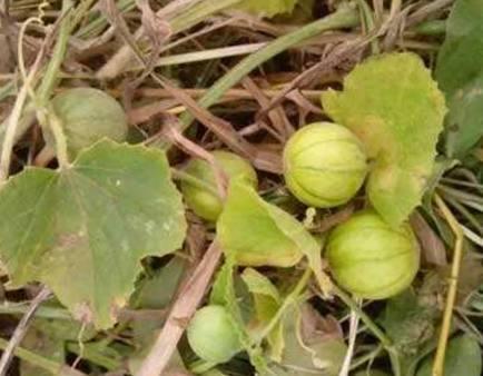 湿疹可以吃野瓜吗,湿疹患者适宜食用野瓜的探索