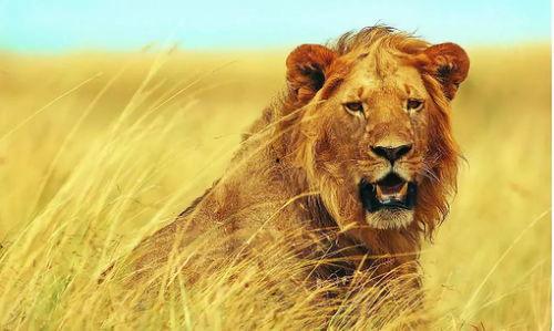 狮子吃瓜事件图片