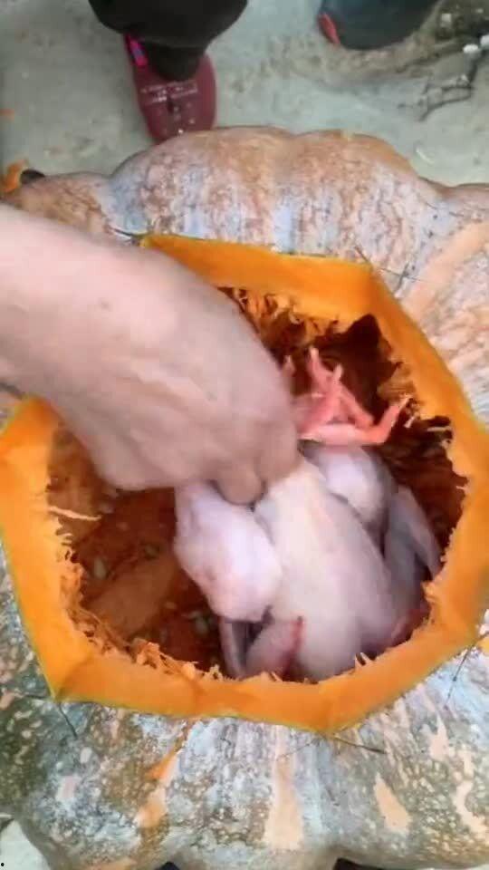 农村的瓜给鸡吃,瓜果飘香，鸡鸭共享丰收喜悦