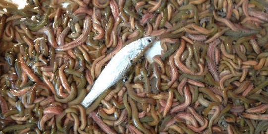 蜈蚣虫吃瓜吗,揭秘它们是否吃瓜之谜