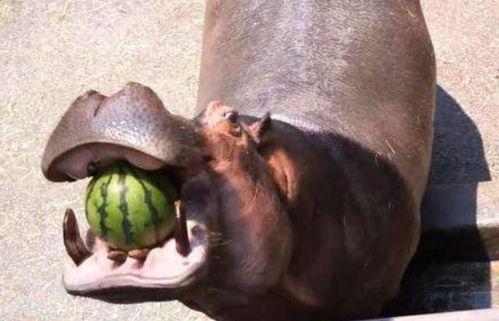广州河马吃瓜,萌态十足成网红打卡新地标