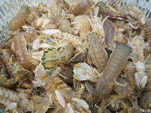 黄骅港吃瓜,瓜田里的欢乐时光