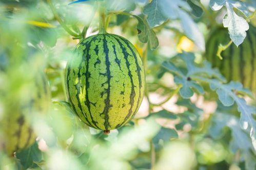 深圳吃瓜的地方,探寻这座城市的美食聚集地
