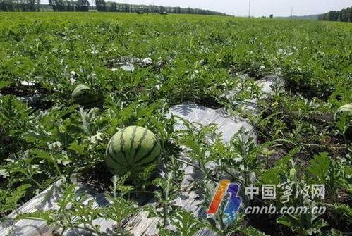宁波北仑区吃瓜,瓜果飘香，品味夏日田园风情
