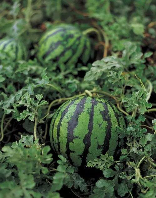 相柳吃瓜西瓜,瓜田里的神秘西瓜传奇