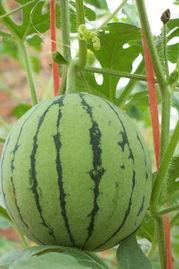 用嘴吃瓜,揭秘网络舆论场中的众生相