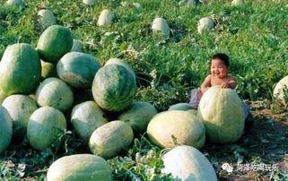 吃瓜二中,校园风云录