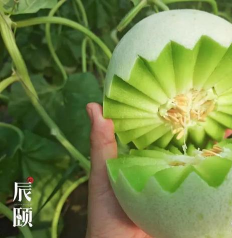 玉茹蜜瓜宝宝可以吃吗,宝宝适宜的天然美味选择