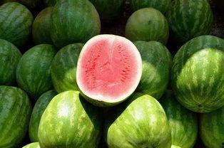 白色圆形吃瓜,揭秘神秘美食背后的故事