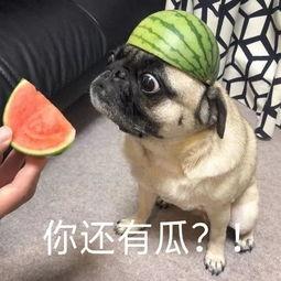 吃瓜短句,短句背后的社会现象解析