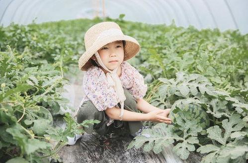 吃瓜群众摘杏,夏日里的甜蜜狂欢