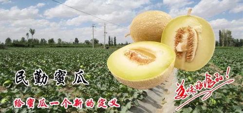 吃圆蜜瓜视频,一场视觉与味觉的双重盛宴