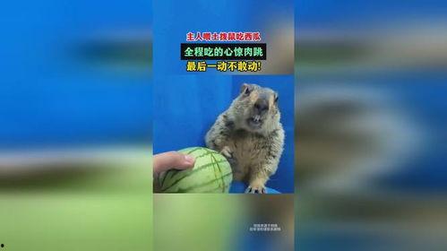 土拨鼠吃瓜饱了
