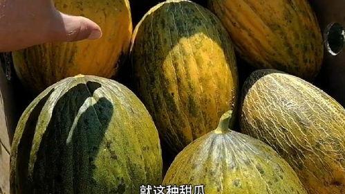 田瓜怎么吃,解锁美味新体验
