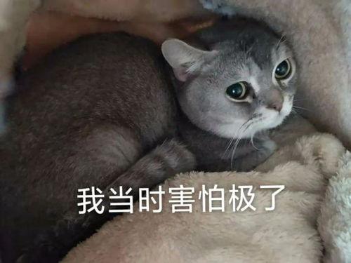 带你吃瓜东北猫,吃瓜之旅开启味蕾盛宴